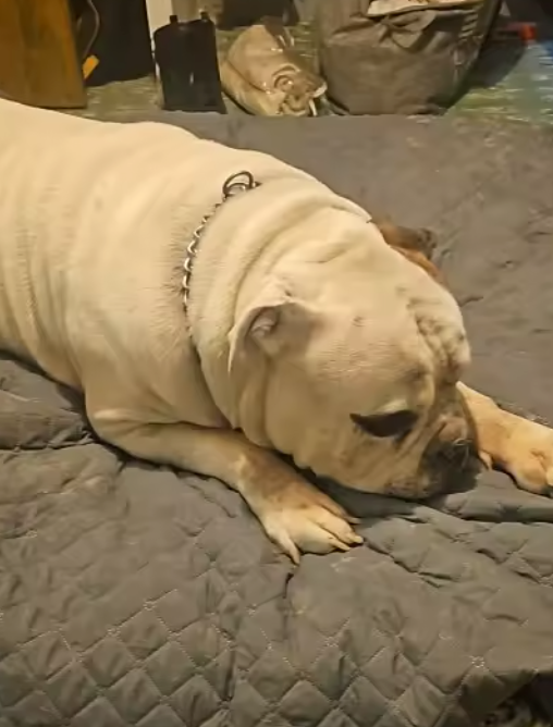 PawShield Waterproof & Non-Slip Pet Blanket